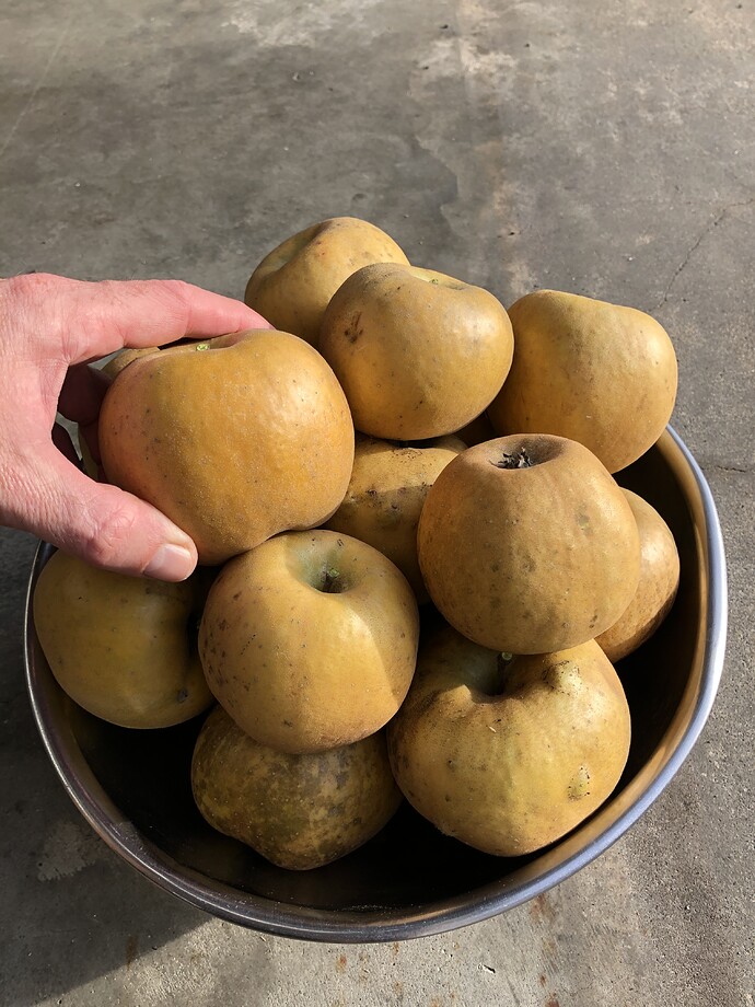 Golden_Russets_10-26-2019