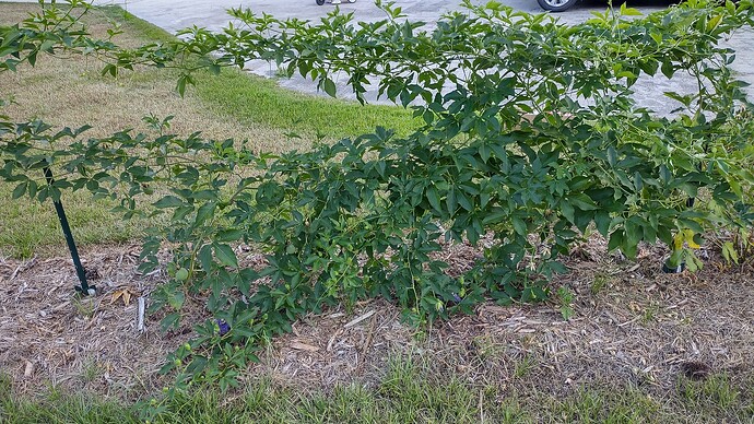 IMG_20240710_193747138_HDR