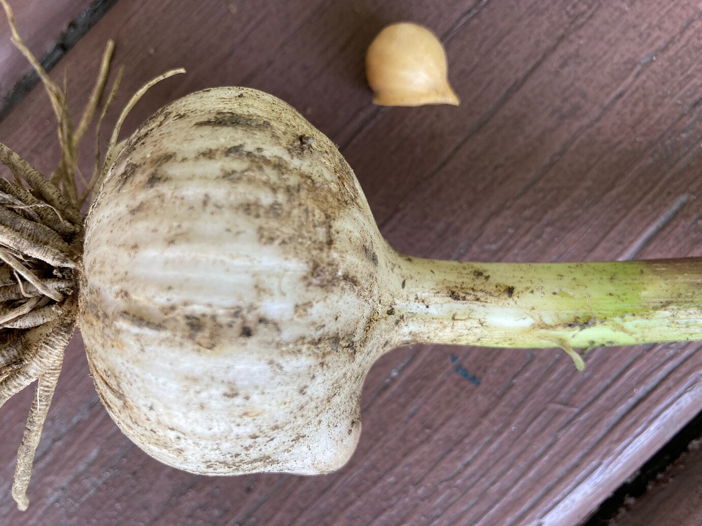 Elephant garlic General Gardening Growing Fruit