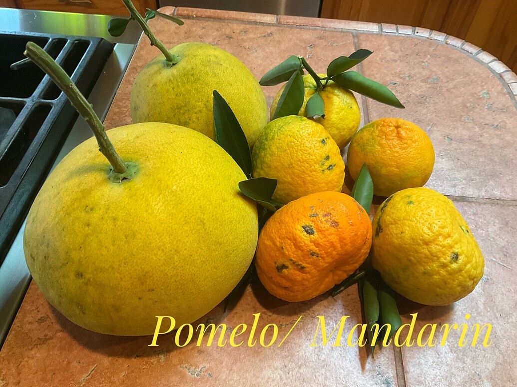 Pomelos Page 2 General Fruit Growing Growing Fruit