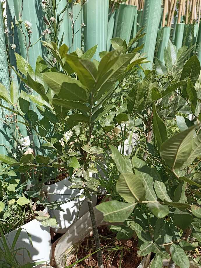 1657902381834_0_IMG-20220715-WA0002