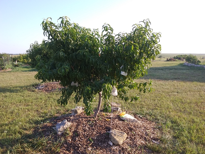 995FF066-7CB8-4B81-8D7C-42CF397AD6BE