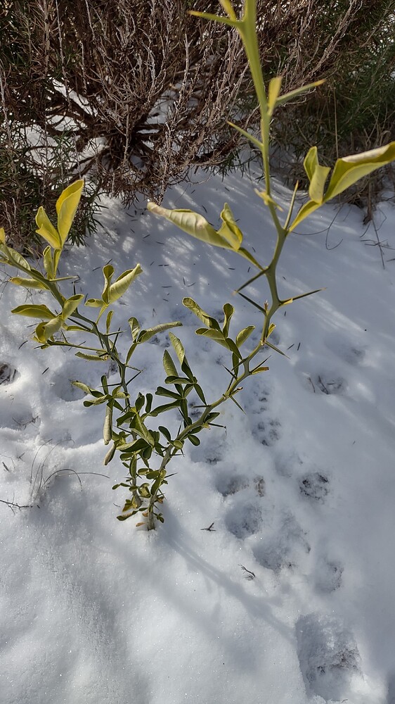 IMG_20250124_094146555_HDR