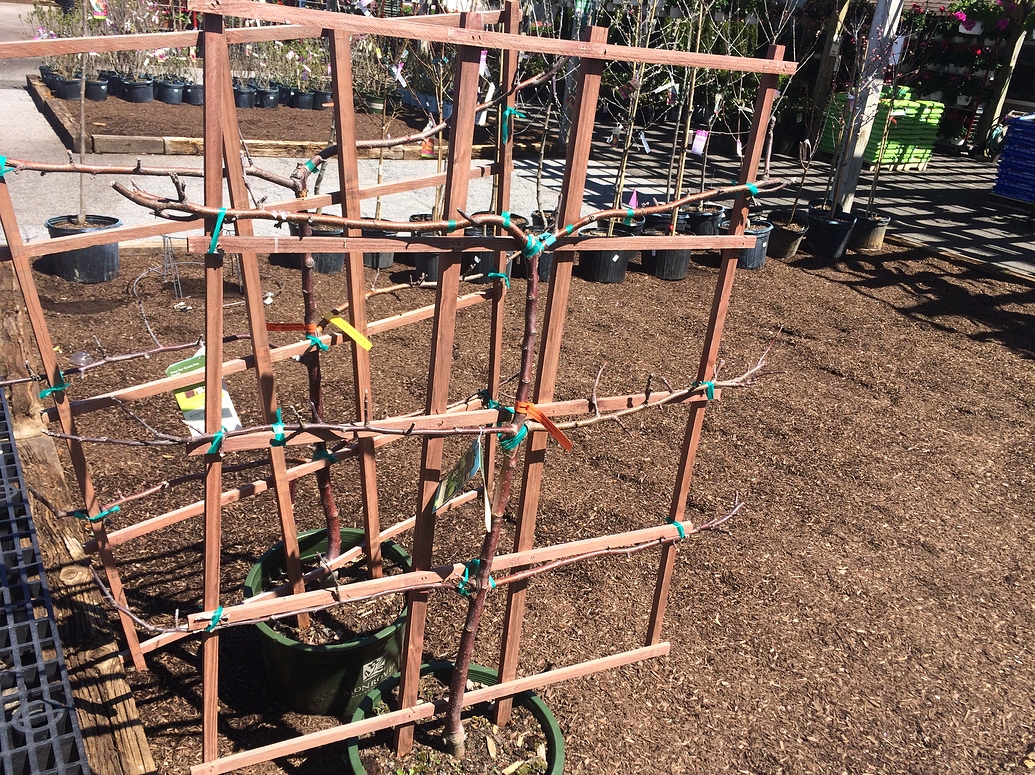 Costco Trees General Fruit Growing Growing Fruit