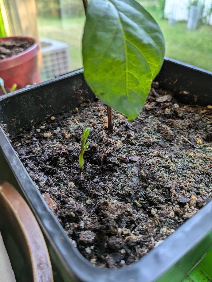 PXL_20240621_233208819