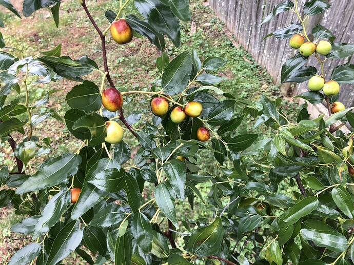 Honey_Jar_10-25-2021