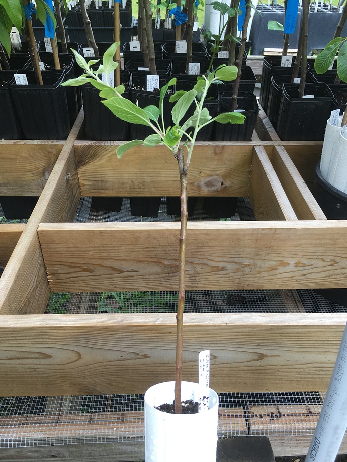 Grafts%202019%20apple%20Golden%20Russett%20on%20M26