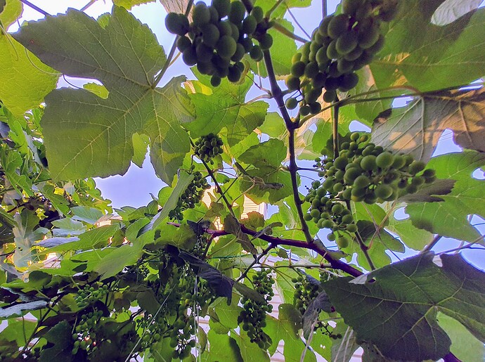 Reliance Grapes 06-17-22 4