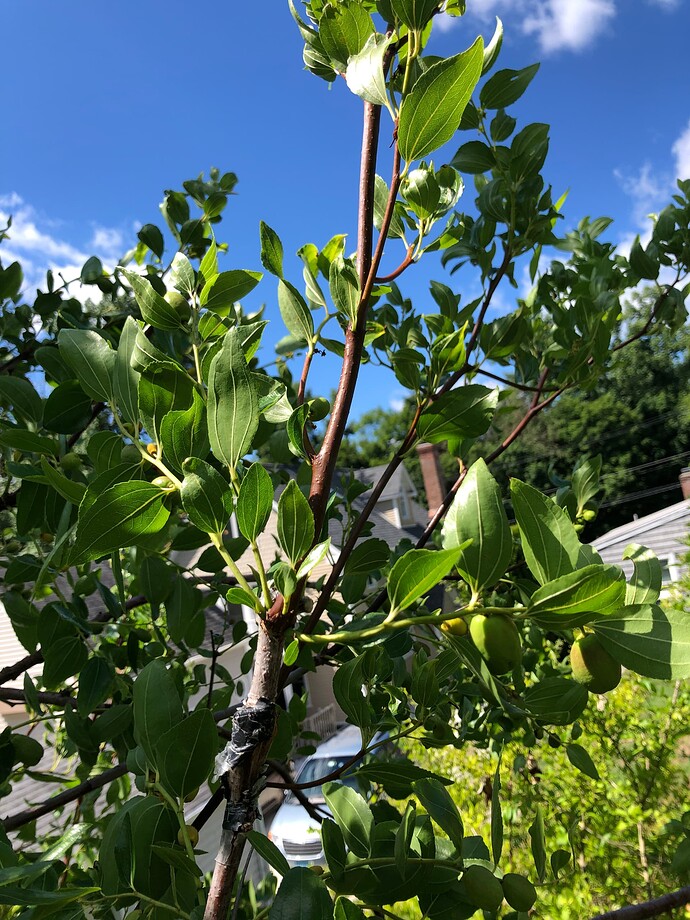 Hetian Jade_08-03-2022