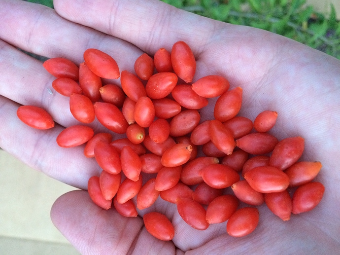 Goji_handful_09-17-2016