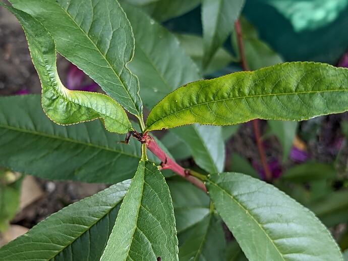 PXL_20221009_175507735.MP