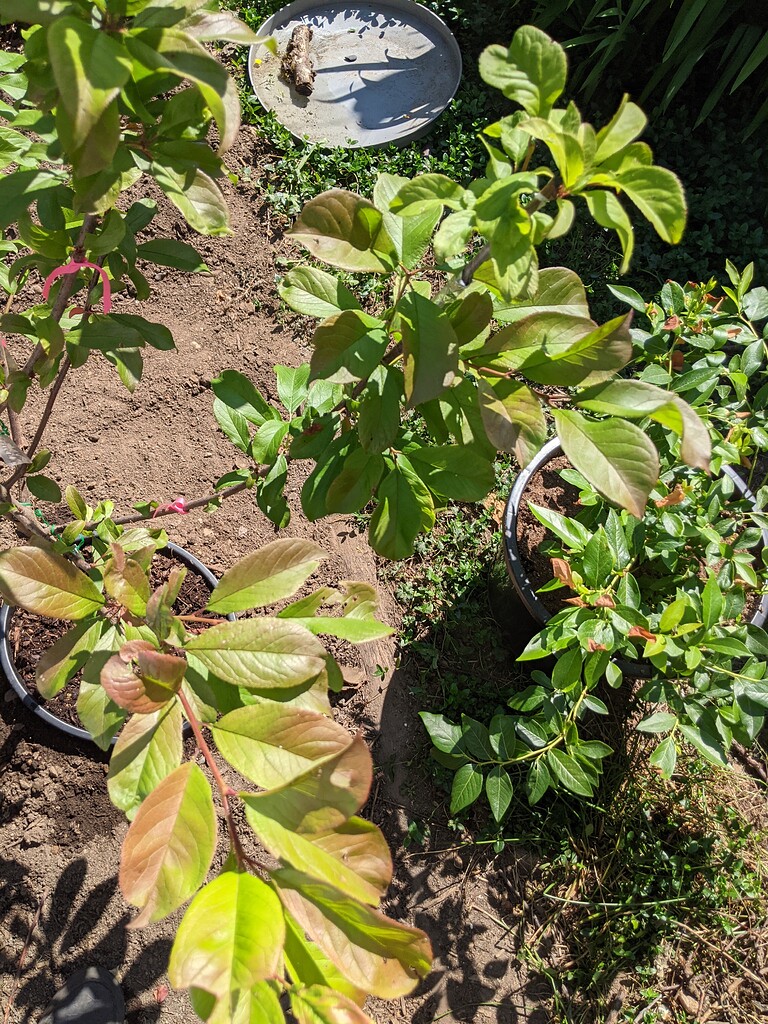 Satsuma plum leaf color General Fruit Growing Growing Fruit