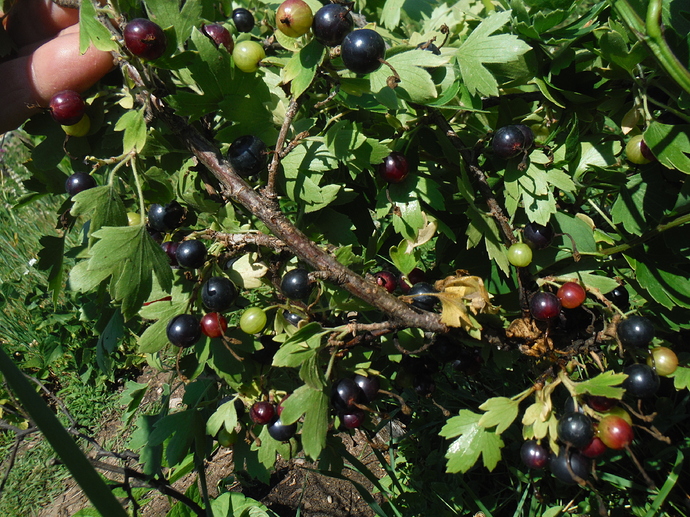 Crandall%20clove%20currants