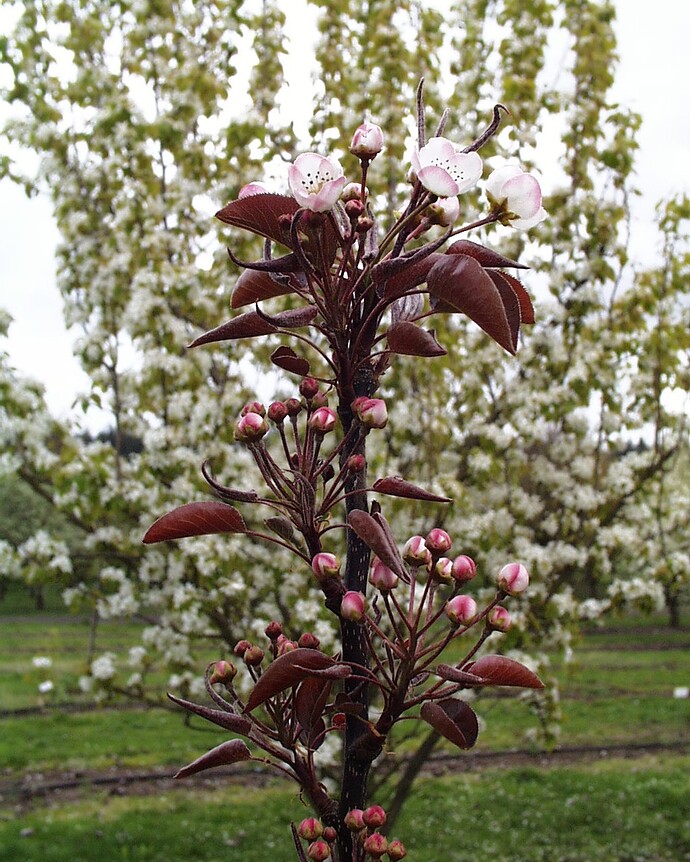 Ooharabeni-pear-flower-buds-ARS