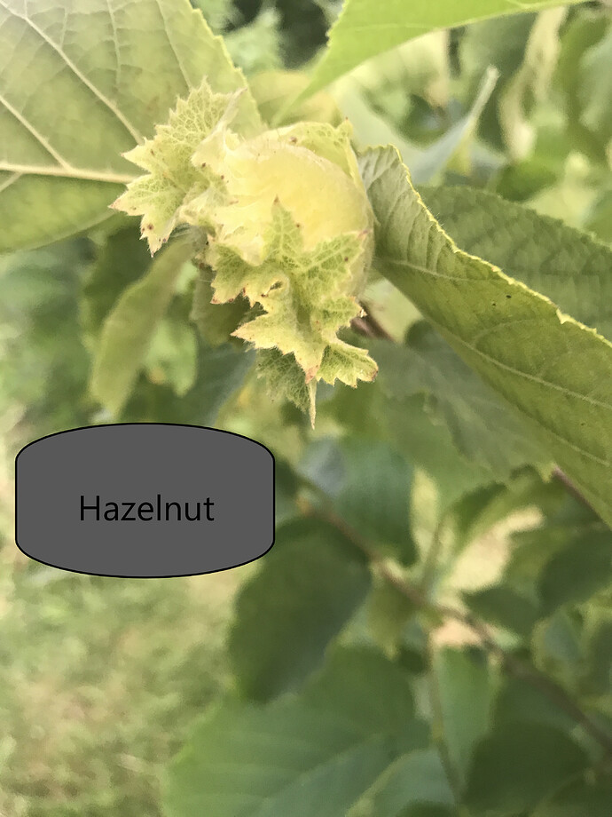 Hazelnut 8.8.2021