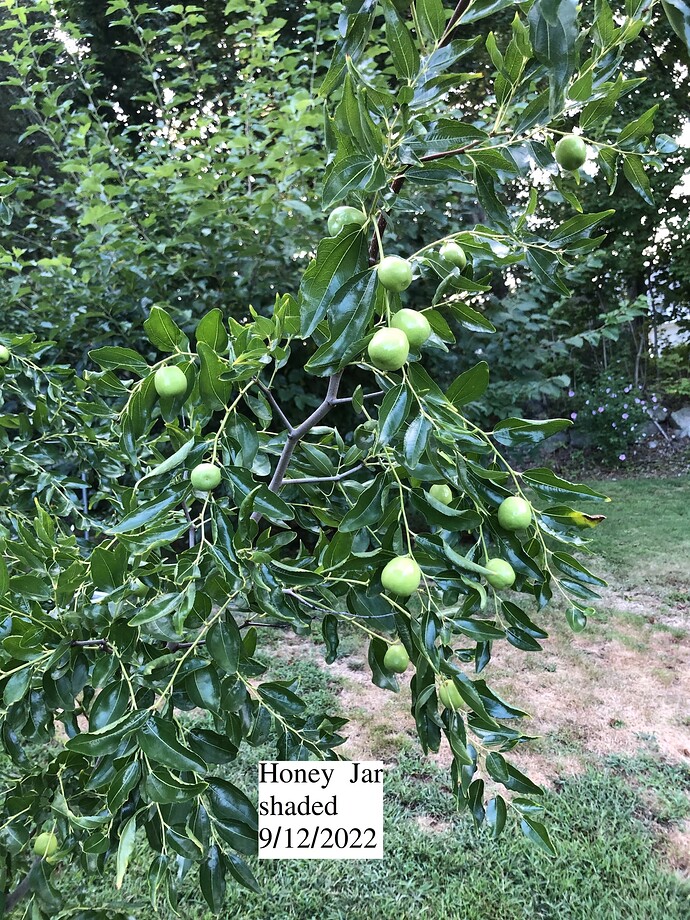 Honey_jar_s_09-12-2022