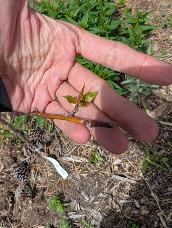 PXL_20250515_204510816