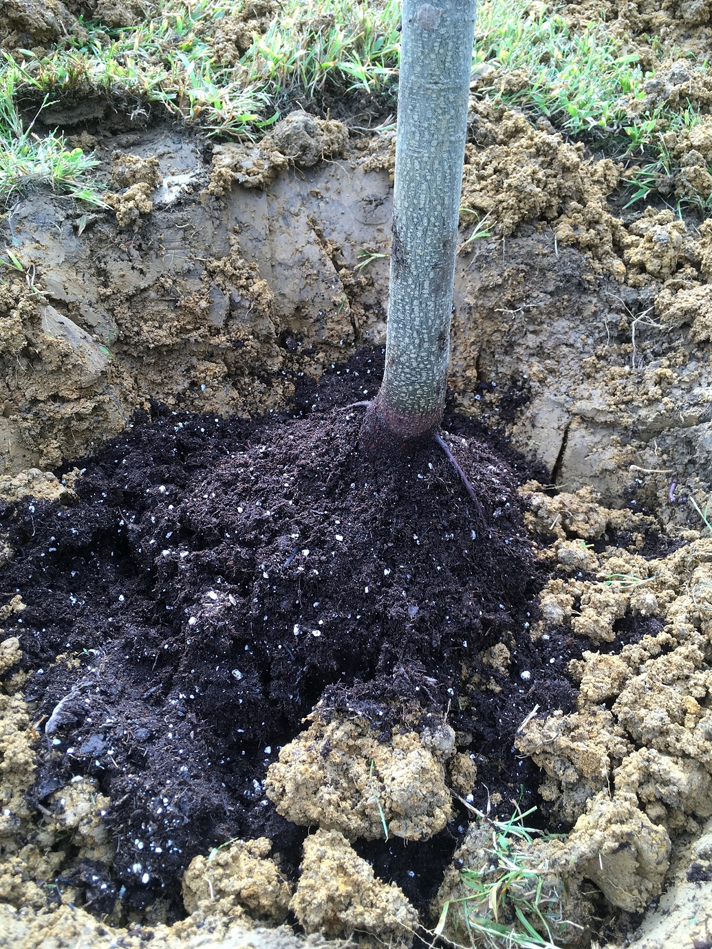 Planting on a Hillside in Heavy Clay Soils Pictures! Growing Fruit
