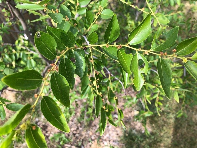 Coco_brown_flowers_07-17-2022