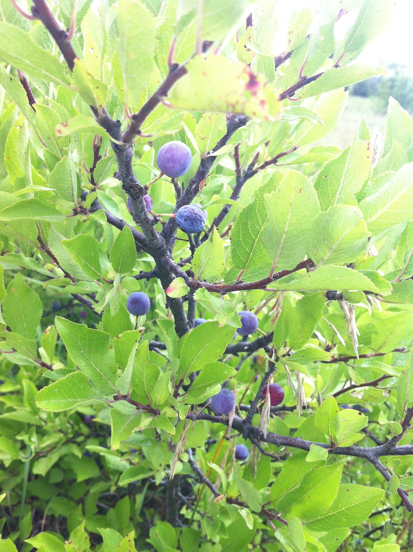 Beach plums General Fruit Growing Growing Fruit