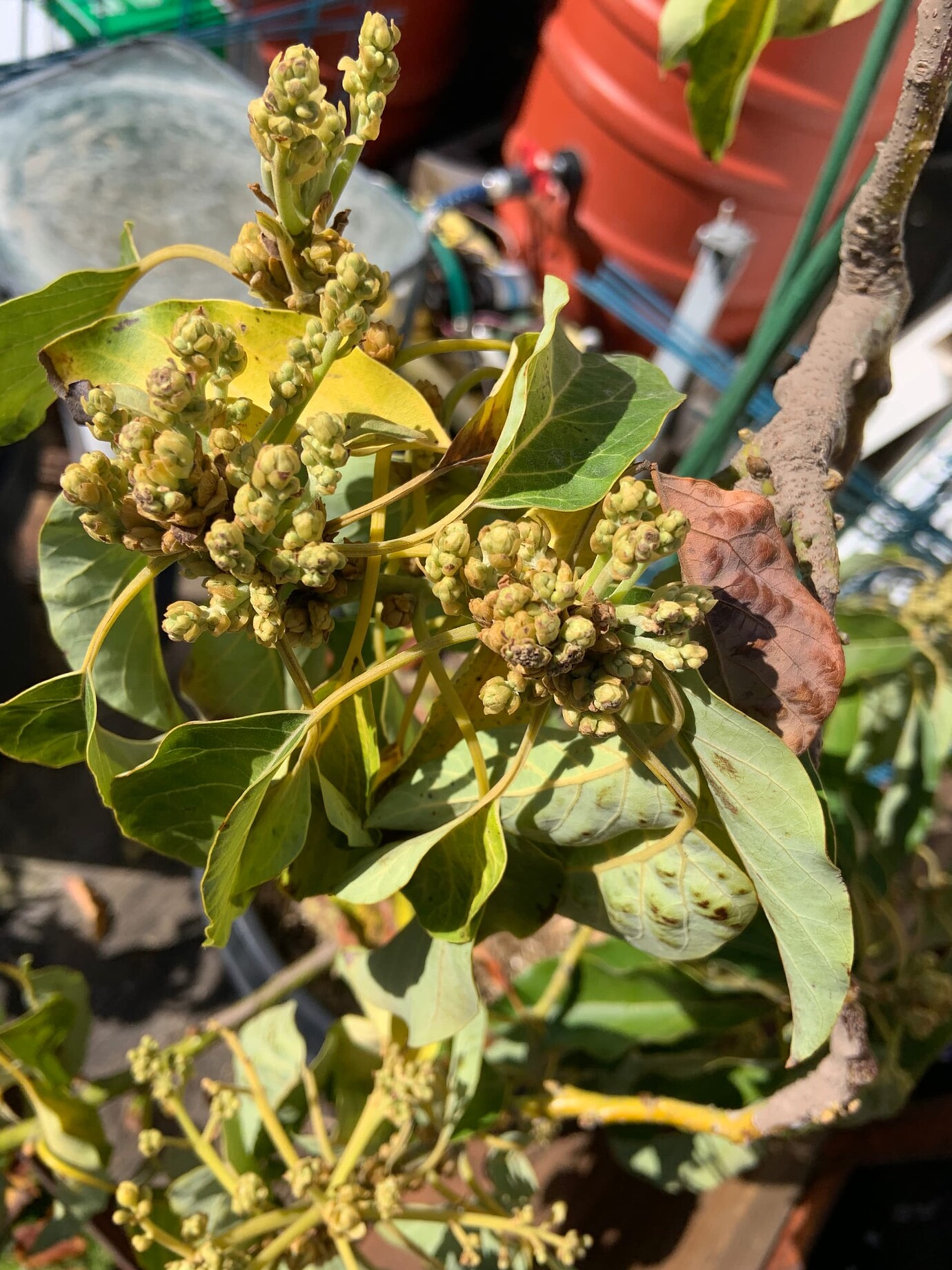 Avocado trees zone 9b General Fruit Growing Growing Fruit