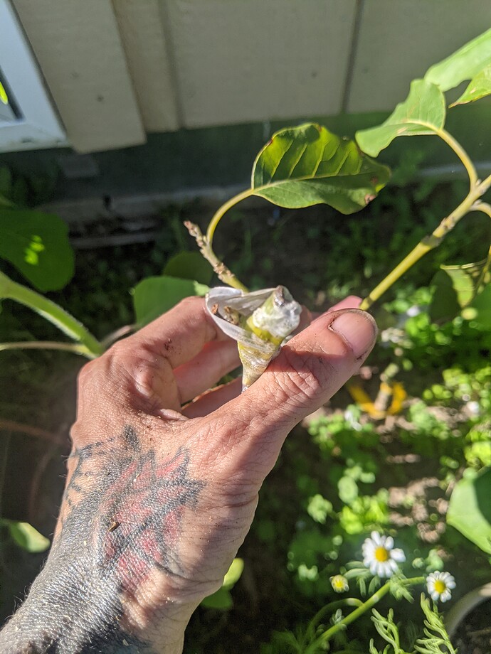 PXL_20220627_004456592