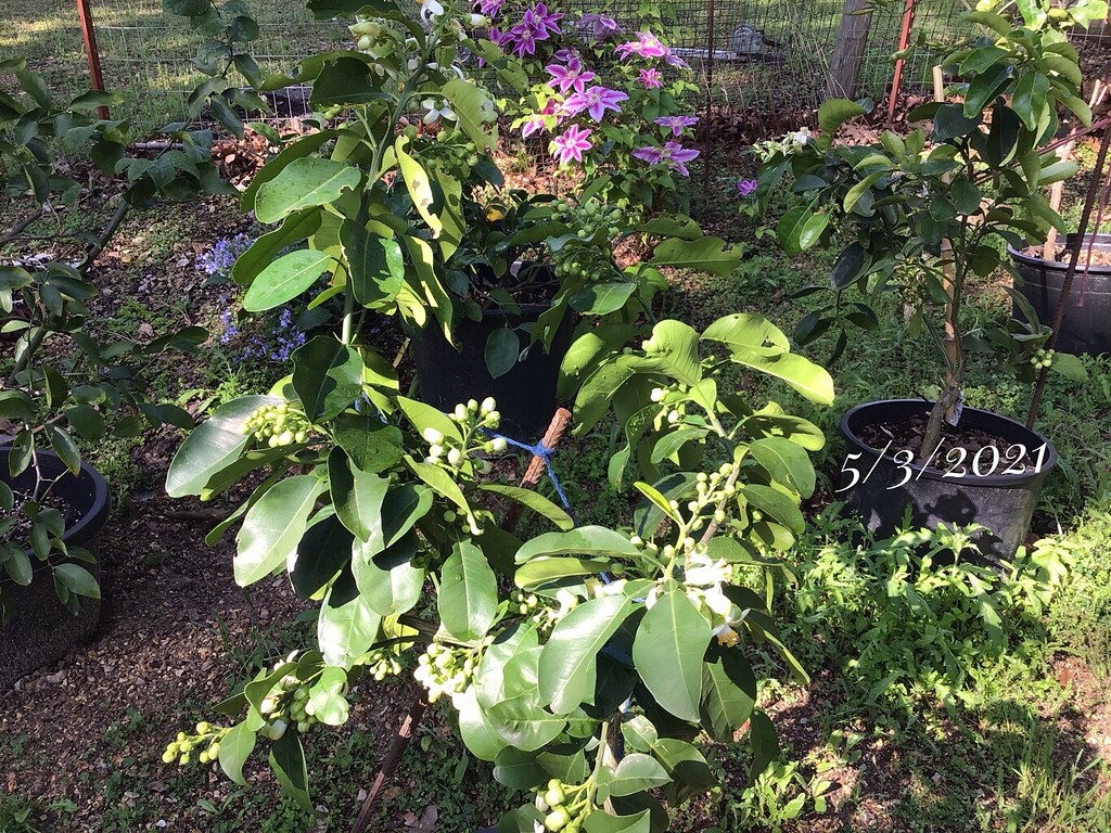 Are you kidding, Zone 7a - General Fruit Growing - Growing Fruit