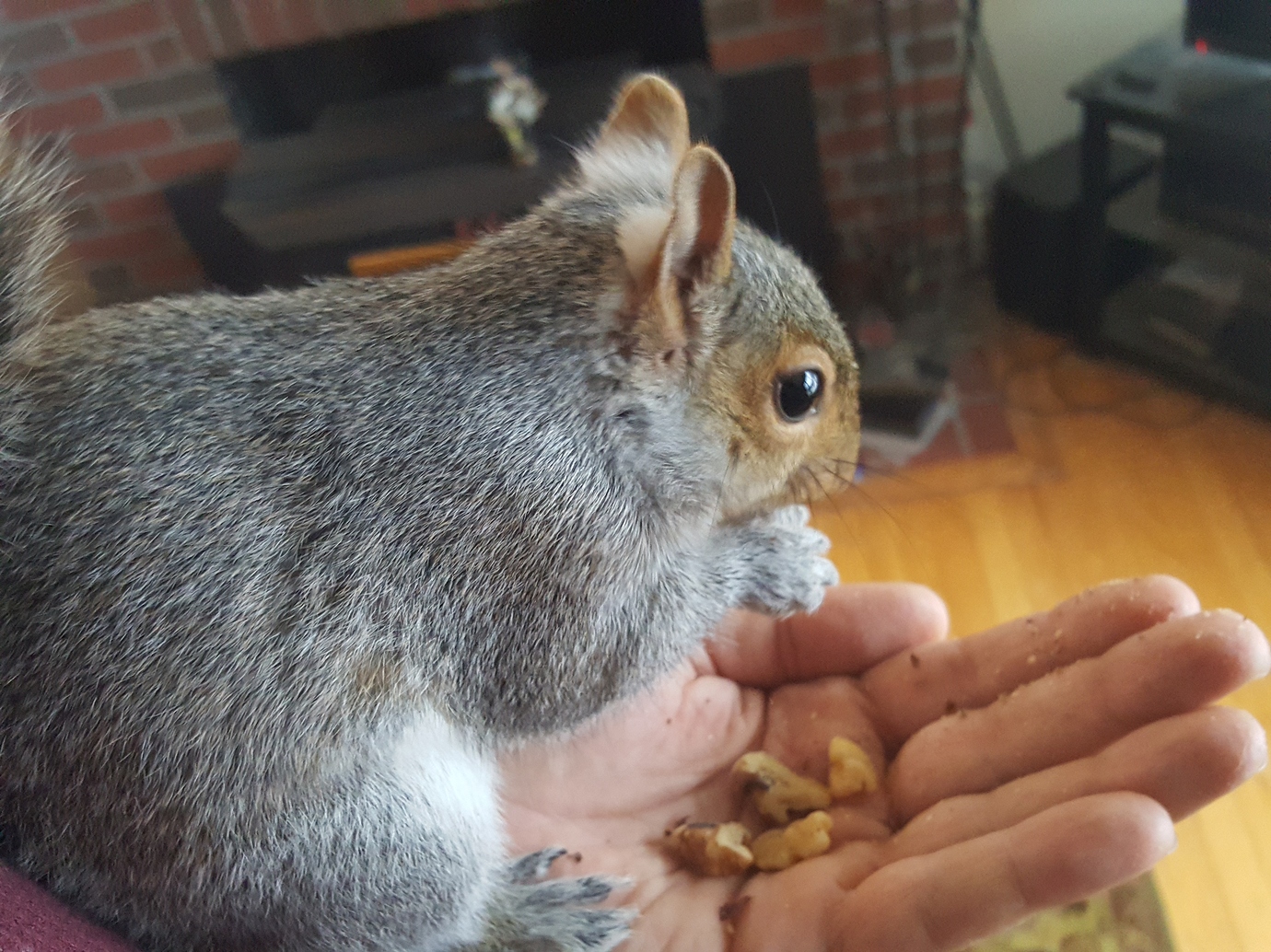 Protecting your fruit from squirrel's and other critters General Fruit Growing Growing Fruit