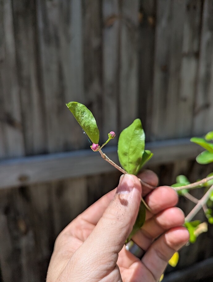 PXL_20250501_185245318