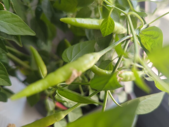 17415514103995998801365025140130