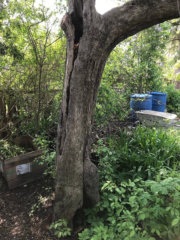 Graft onto overgrown apple tree in 6b? General Fruit Growing