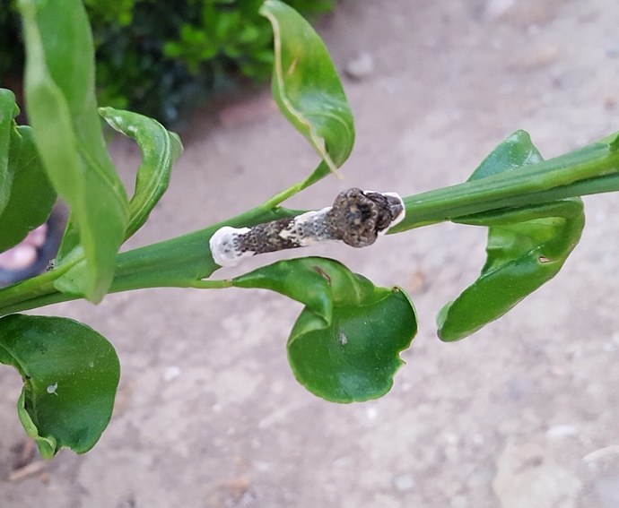 Bug%2020180917