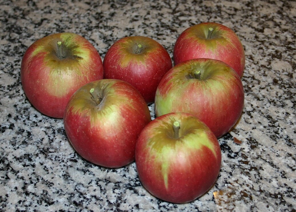 Sundowner Apple General Fruit Growing Growing Fruit