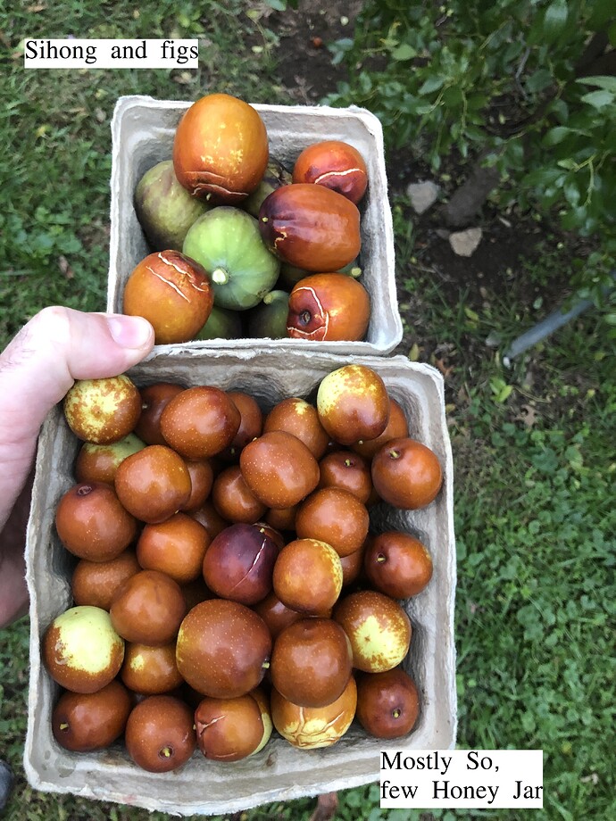 Fruit_haul_ph_11-02-2021