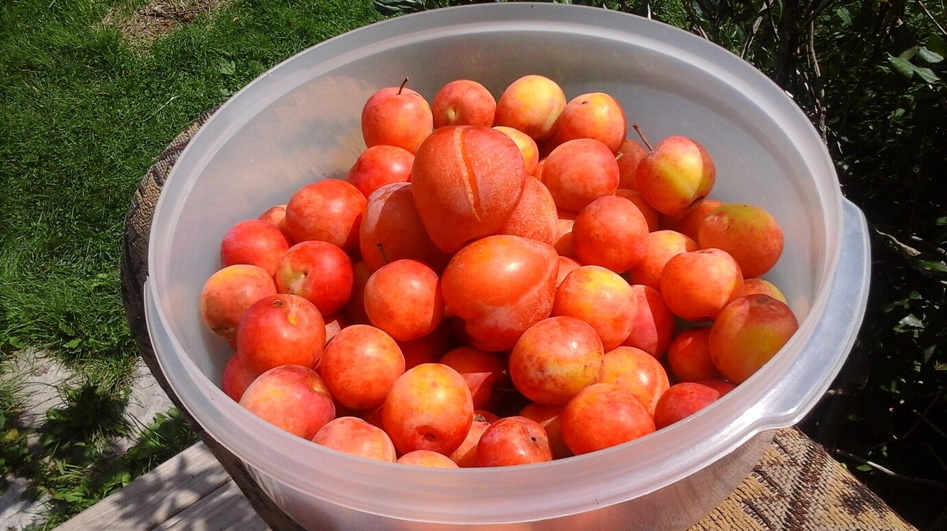 Plums in Maine General Fruit Growing Growing Fruit