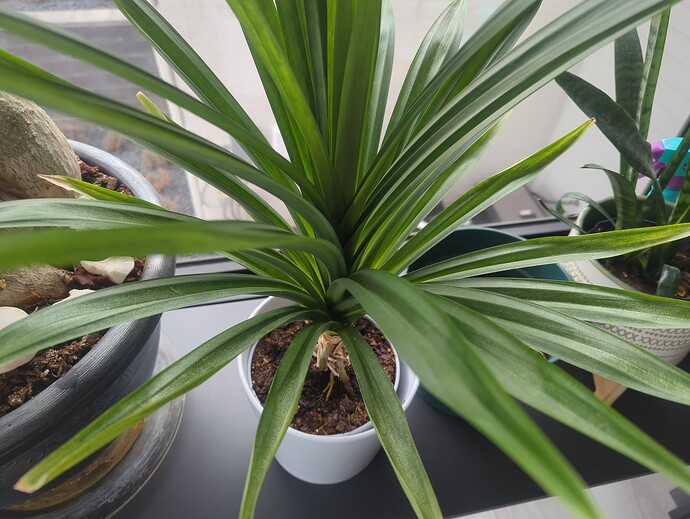 17390329196087522008698149387116