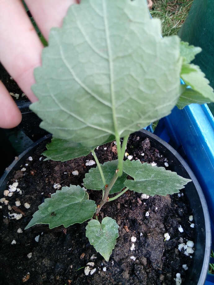 IMG_20240907_111824_044