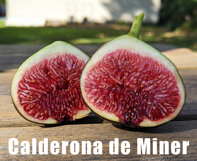 Calderona de Miner2