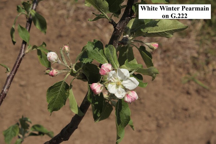 White Winter Pearmain