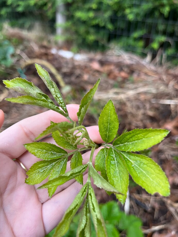 elderberry march 1 25