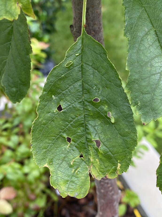 Cherry tree trunk is looking really bad. Splitting? Rotting? General
