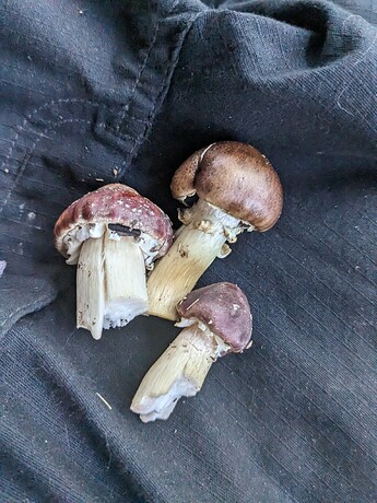 PXL_20230725_022849700