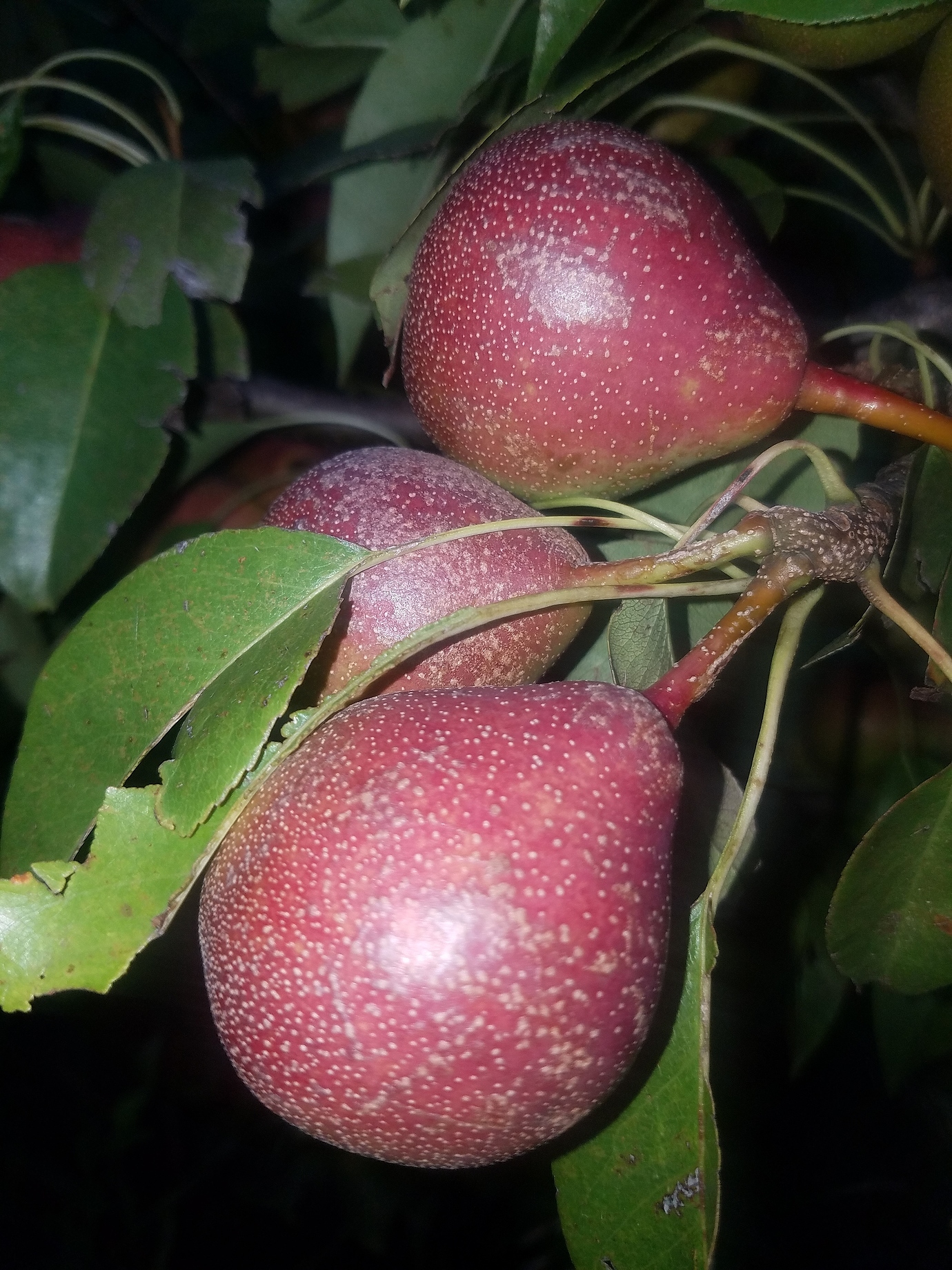 Ayers pear! General Fruit Growing Growing Fruit