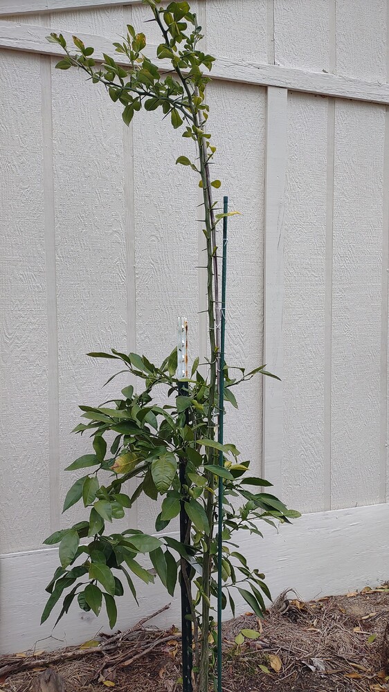 IMG_20250307_153309059