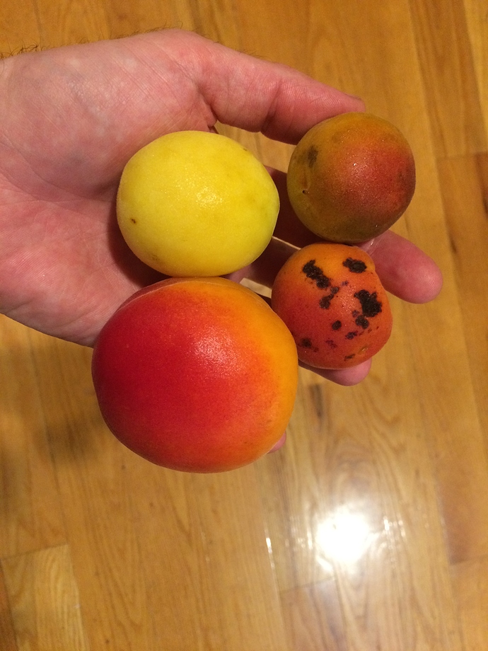 Apricots_07-15-2018