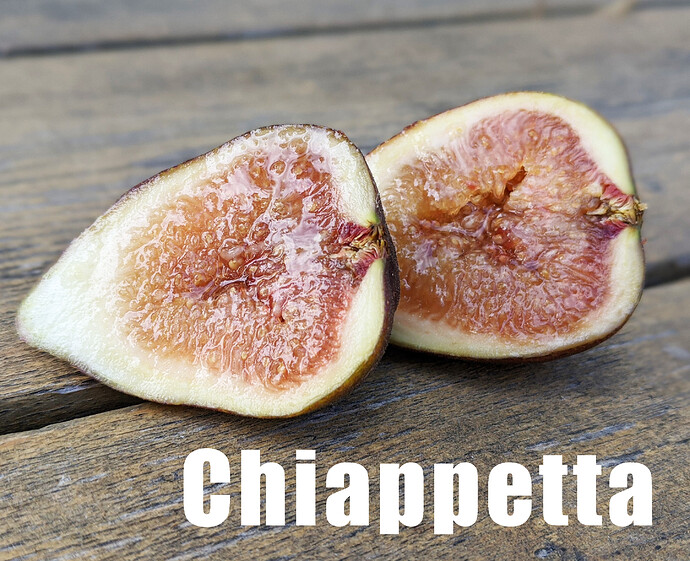 Chiappetta