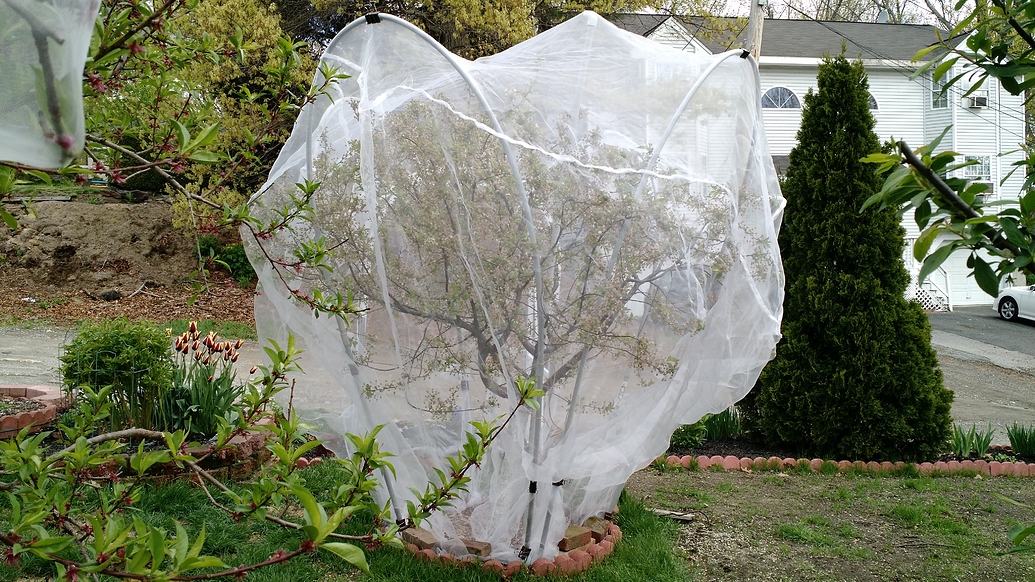 Fruit tree cover from Territorial General Fruit Growing Growing Fruit