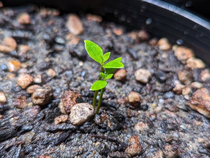 PXL_20240516_044652653