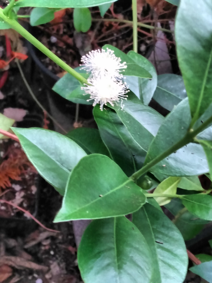 IMG_20190620_182526124