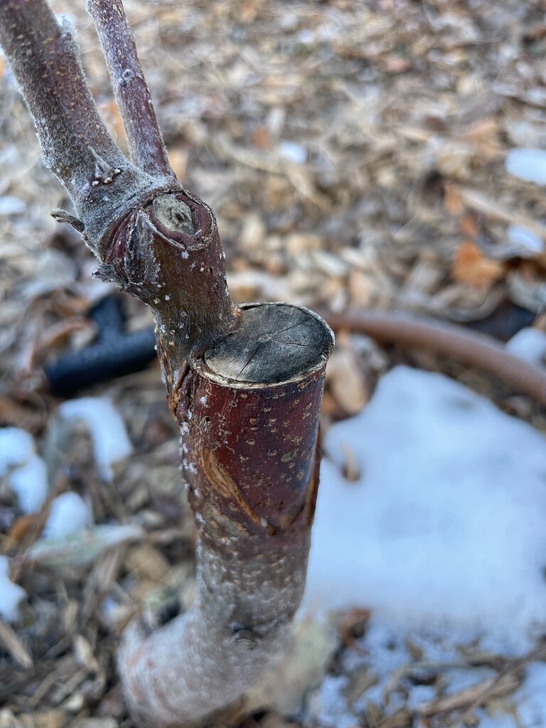 2023 Grafting Thread - General Fruit Growing - Growing Fruit